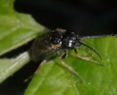 Tenthredinidae 1 da ID